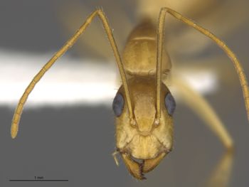 Media type: image;   Entomology 541027 Aspect: frontal